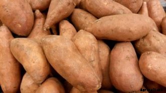 Sweetpotato