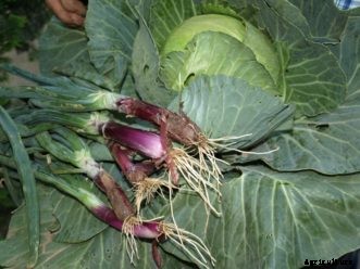 Onion, Leek, Shallot, & Garlic