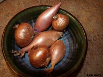 Onion, Leek, Shallot, & Garlic