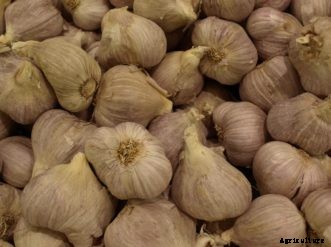 Onion, Leek, Shallot, & Garlic