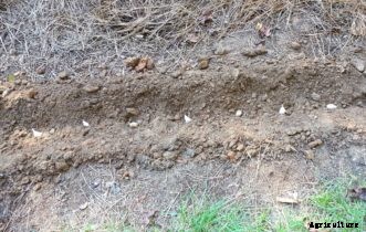 Onion, Leek, Shallot, & Garlic