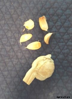 Onion, Leek, Shallot, & Garlic