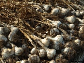 Onion, Leek, Shallot, & Garlic