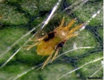Biological Control of Two-Spotted Spider Mites on Homegrown Strawberries
