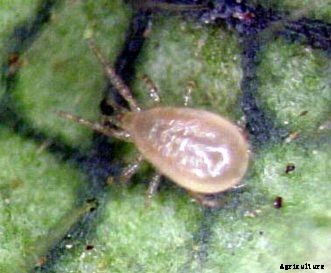 Biological Control of Two-Spotted Spider Mites on Homegrown Strawberries