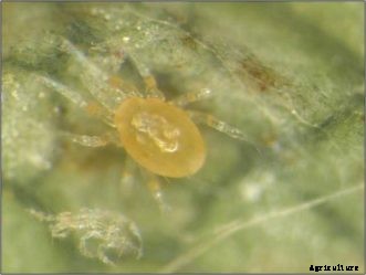 Biological Control of Two-Spotted Spider Mites on Homegrown Strawberries