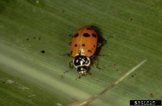 Biological Control of Two-Spotted Spider Mites on Homegrown Strawberries
