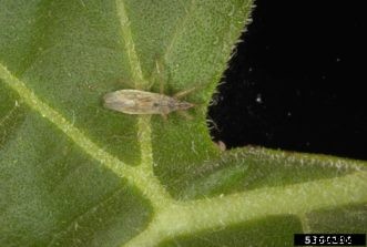 Biological Control of Two-Spotted Spider Mites on Homegrown Strawberries