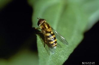 Biological Control of Two-Spotted Spider Mites on Homegrown Strawberries