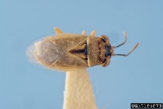 Biological Control of Two-Spotted Spider Mites on Homegrown Strawberries