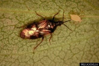 Biological Control of Two-Spotted Spider Mites on Homegrown Strawberries