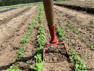 Controlling Weeds by Cultivating & Mulching