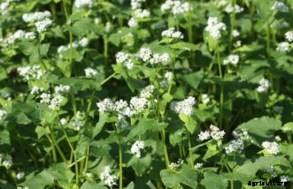 Controlling Weeds by Cultivating & Mulching