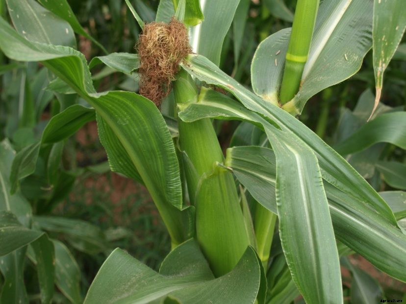Sweet Corn