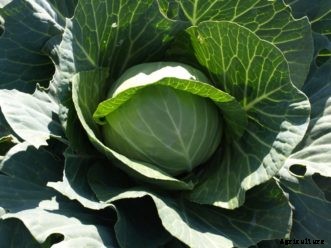 Cabbage & Chinese Cabbage