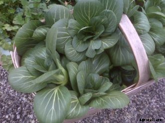 Cabbage & Chinese Cabbage