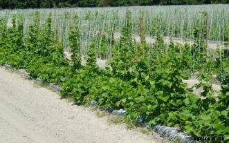 Bush & Pole-Type Snap Beans
