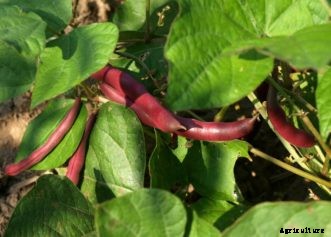Bush & Pole-Type Snap Beans