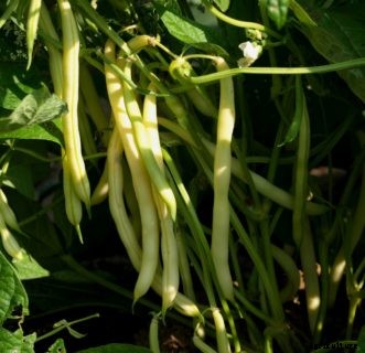 Bush & Pole-Type Snap Beans