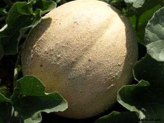 Cantaloupe & Honeydew Melons