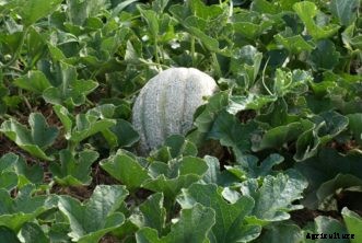 Cantaloupe & Honeydew Melons