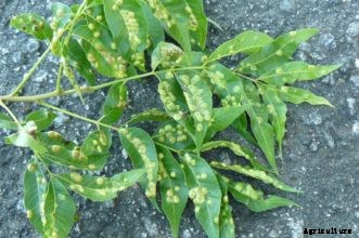 Southern Pecan Leaf Phylloxera
