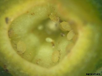 Southern Pecan Leaf Phylloxera