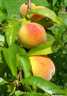 Peaches & Nectarines