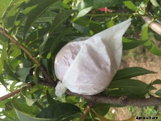 Peaches & Nectarines