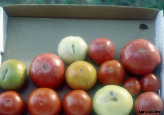 Heirloom Vegetables
