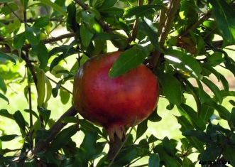 Pomegranate