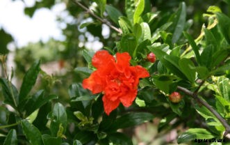 Pomegranate