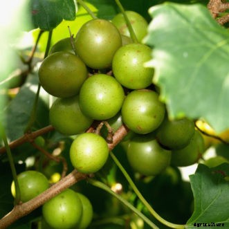 Muscadine Grape