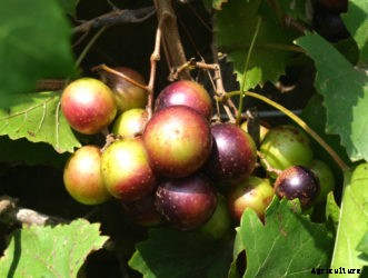 Muscadine Grape