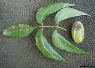 Pecan Diseases