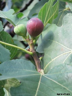 Fig