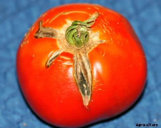 Tomato