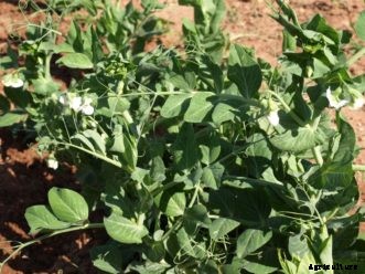Garden Peas