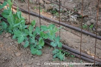 Garden Peas