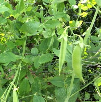Garden Peas
