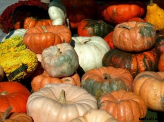 Pumpkins & Winter Squash
