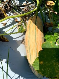 Pumpkins & Winter Squash