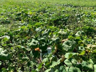 Pumpkins & Winter Squash