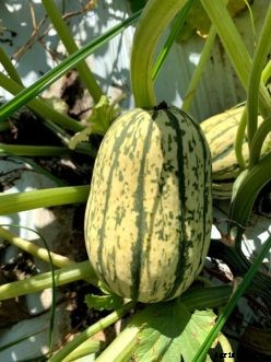Pumpkins & Winter Squash