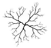 Pruning Peaches & Nectarines