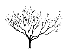 Pruning Peaches & Nectarines