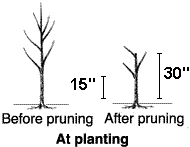 Pruning Peaches & Nectarines