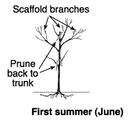 Pruning Peaches & Nectarines