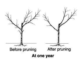 Pruning Peaches & Nectarines