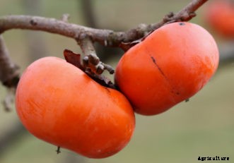 Persimmon